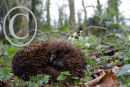 Hedgehog